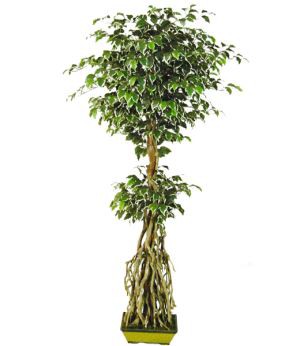 Ficus artificiale Hawaiian Tree