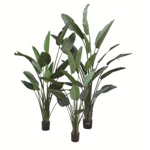 Artificiale Maranta aurelian