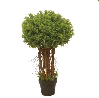Large Leaf Boxwood Plant